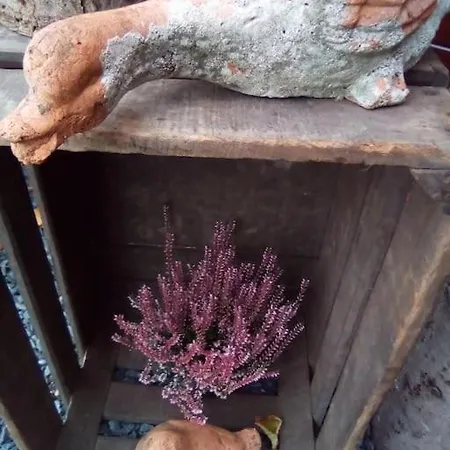 Chalet Micro Maison Isba Sedan *